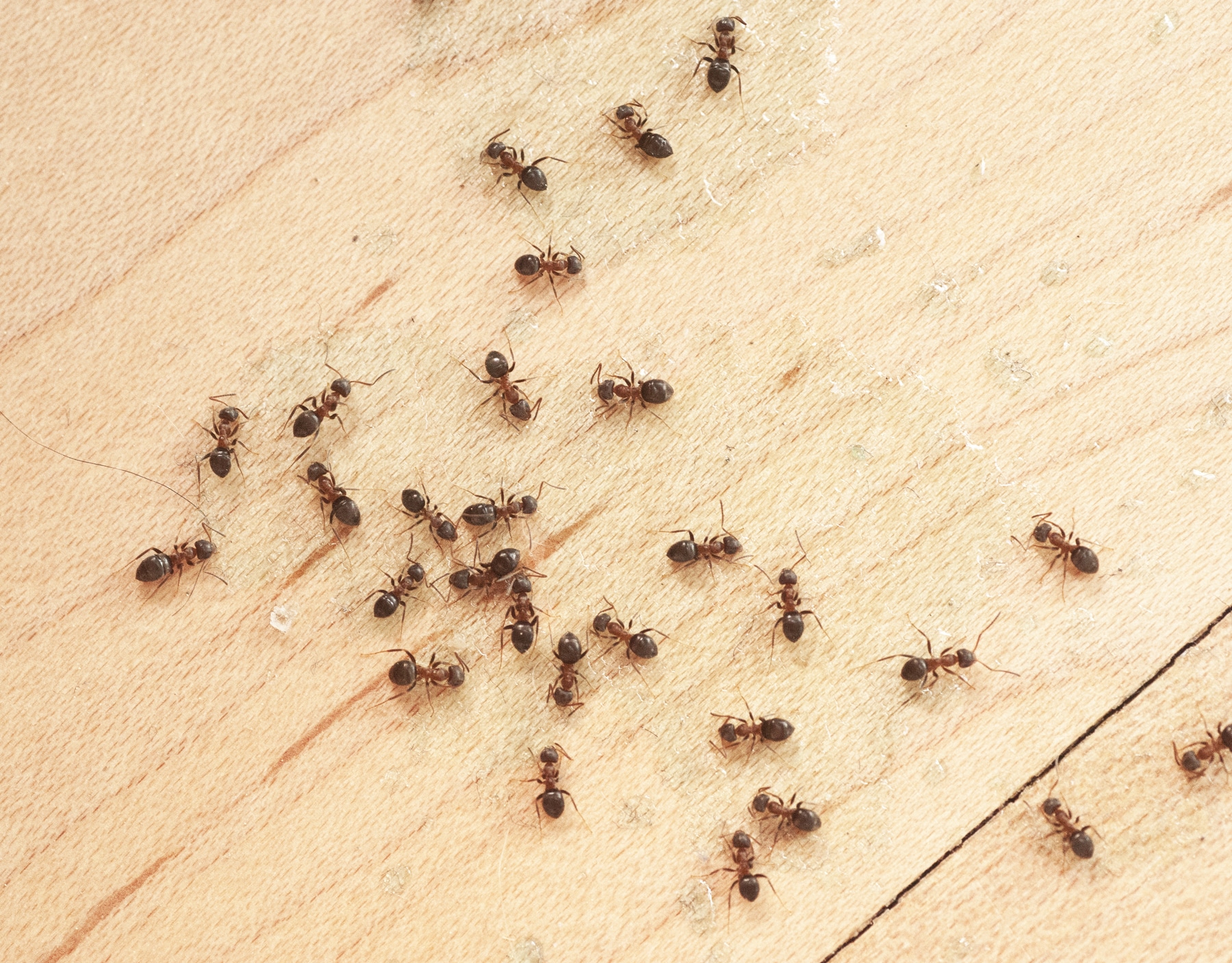 ant-removal-service-lakeland-mn
