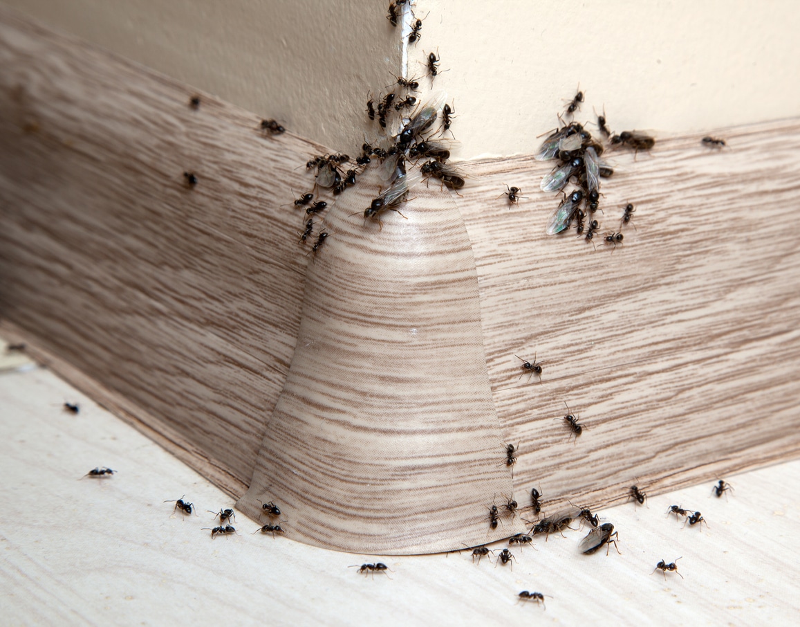 ant-pest-control-lakeland-mn