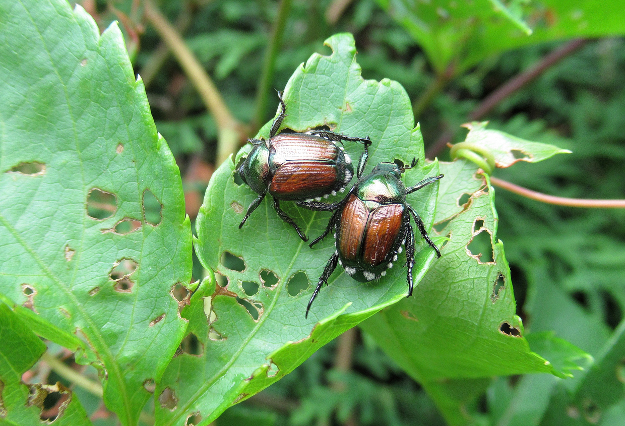 asian beetle pest control lakeland