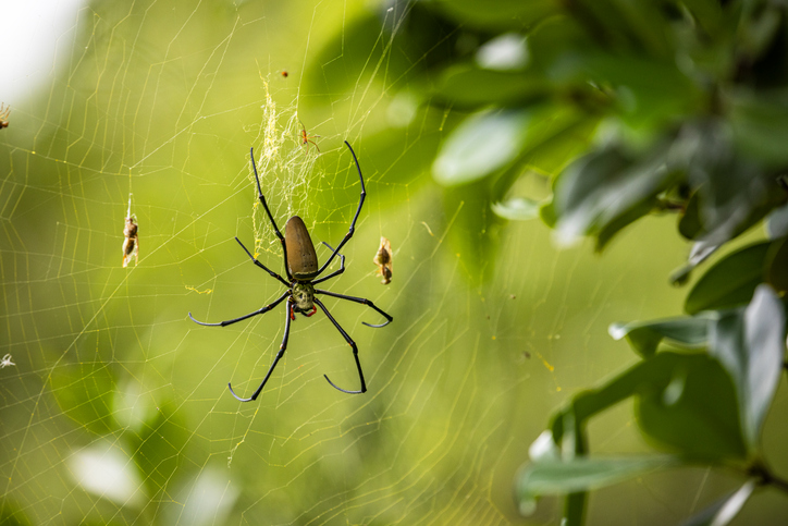 Eco-Friendly Spider Pest Control Solutions for Green Homes