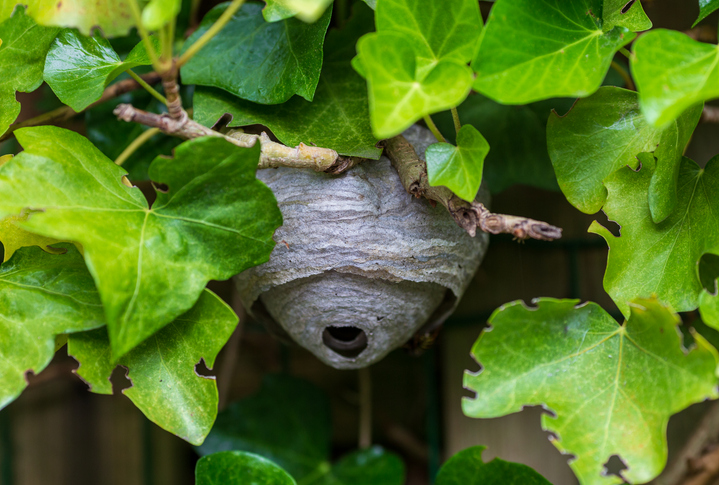 How Weather Conditions Affect Wasp Nest Removal: Impact