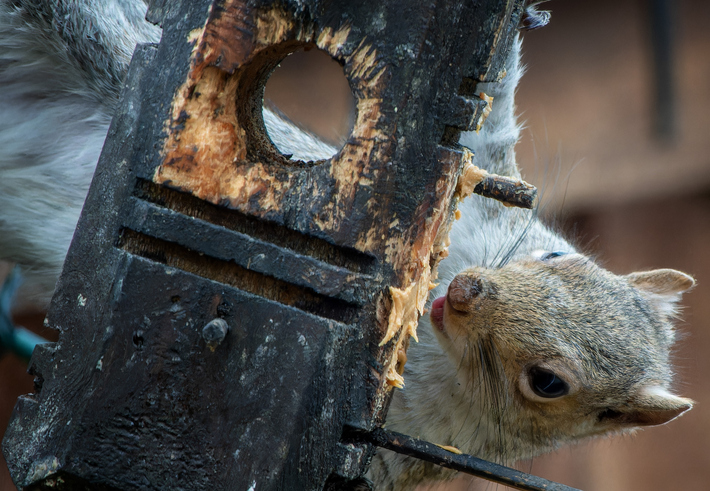 squirrel removal in Lakeland