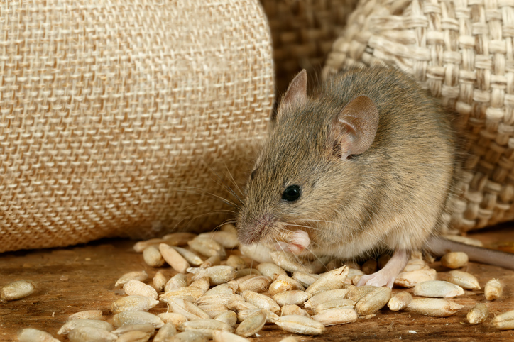 mouse pest control in Lakeland MN