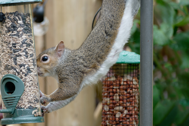 squirrel pest control